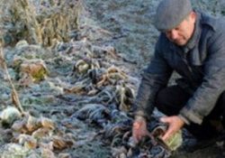 Confagricoltura Campania. ”La neve porta danni a strutture agricole, frutteti e colture ortive”