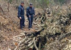 FORMICOLA. Bosco ceduo interessato da taglio di utilizzazione in corso di esecuzione in assenza di autorizzazione: i sequestri dei carabinieri forestale.
