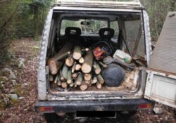 DRAGONI / PIETRAMELARA. 61enne sorpreso a rubare legna da ardere in un bosco demaniale comunale: denunciato dai carabinieri forestale.