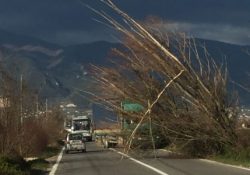 ALIFE. Alberi caduti lungo la strada provinciale Scafa per Alvignano nella zona industriale: traffico inibito ai mezzi pesanti.