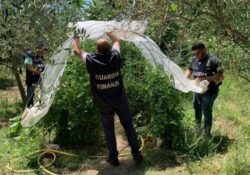 Macerata Campania / Sessa Aurunca. Sequestrati 190 kg di cannabis e tre piantagioni per un totale di circa 900 piante.