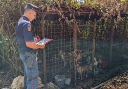 Caserta / Provincia. I Carabinieri forestale sequestrano intera struttura di allevamento, ricovero ed addestramento cani.