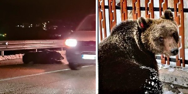 Castel di Sangro. Scompare un simbolo del Parco e della natura: investito  da un'auto muore Juan Carrito, l'orso più simpatico d'Italia. – Matese News