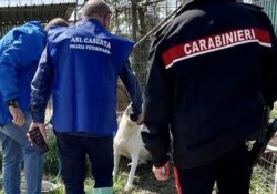 San Tammaro. Furto di energia elettrica, allevamento di cani in struttura non autorizzata e ricettazione: 63enne arrestato dai carabinieri.