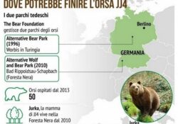 ROCCAMONFINA. Già finito il sogno del sindaco Montefusco di ospistare l’orsa Jj4: ecco dove finirà l’animale.