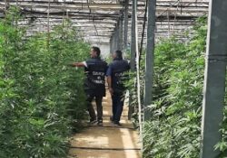 Sessa Aurunca. Scoperta coltivazione illegale di droga: sequestrati oltre 36 quintali di “canapa indica” equivalente a circa 1.000 kg. di marijuana.