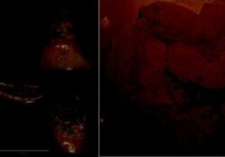 GALLO MATESE / ALIFE / BOJANO. Studiosi di minerali e fossili dei monti del Matese tra Campania e Molise.