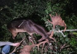 Caserta / Provincia. Recuperato poche ore fa il daino che ha fatto notizia in questi giorni nella provincia di Caserta.