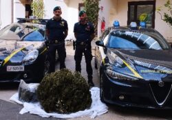 Caserta / Provincia. La Finanza sequestra oltre 45 kg di cannabis e 5 piantagioni per un totale di circa 150 piante.