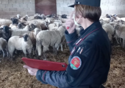 VALLE AGRICOLA / ALIFE.  Carabinieri Forestale del Nucleo di Alife individuano un allevamento ovino che è stato oggetto di confisca.