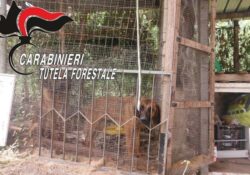 ALVIGNANO / PIETRAMELARA. Cani maltrattati chiusi in una piccola gabbia salvati dai Carabinieri Forestale.