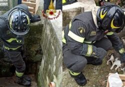 San Lazzaro / Isernia. Gattino si intrufola nello scarico delle acque bianche finendo in un fosso di raccolta: recuperato dai Vigili del Fuoco.